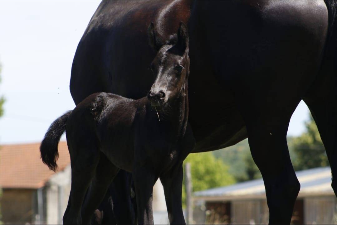 Potranca CDF - Caballo de doma francesa En venta 2026 Negro