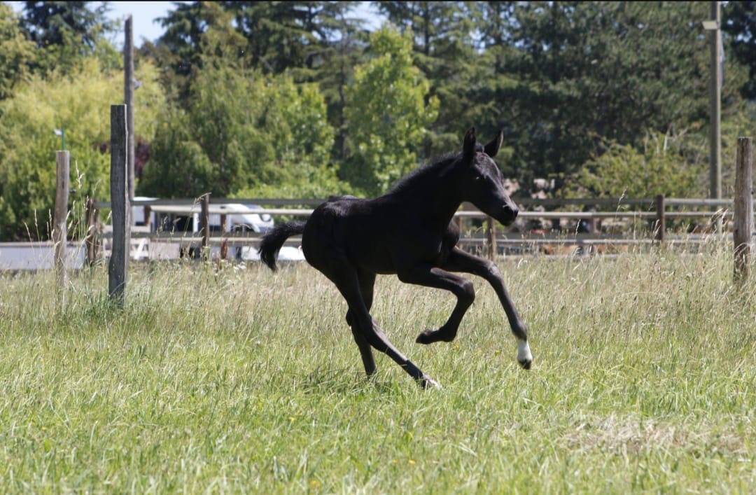 Potranca CDF - Caballo de doma francesa En venta 2026 Negro