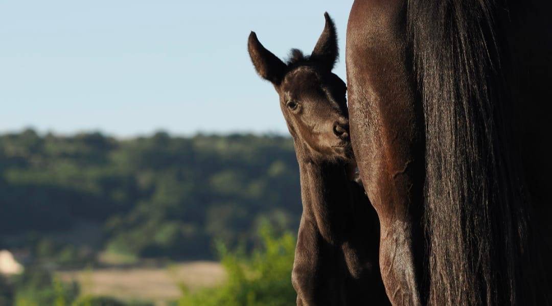 Potranca CDF - Caballo de doma francesa En venta 2026 Negro