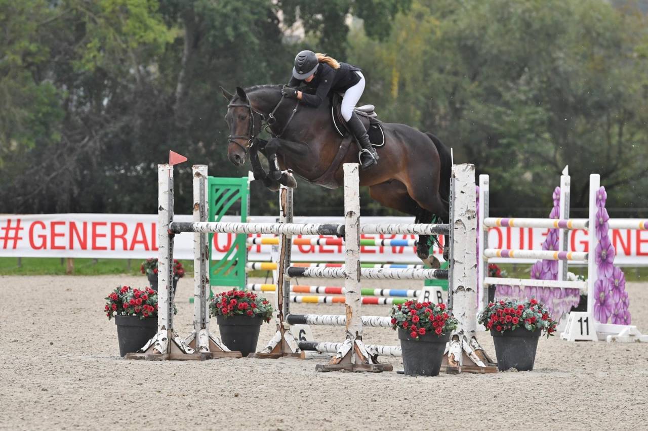 Caballo castrado Silla Franc&eacute;s En venta 2014 Bayo moreno