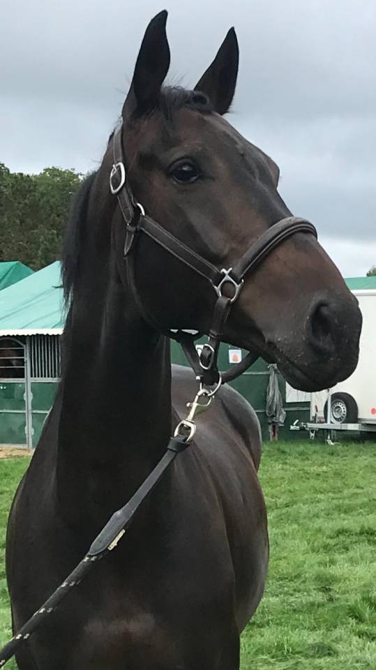 Caballo castrado Silla Franc&eacute;s En venta 2014 Bayo moreno