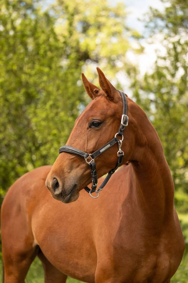 Yegua BWP Caballo de Sangre Belga En venta 2024 Alaz&aacute;n