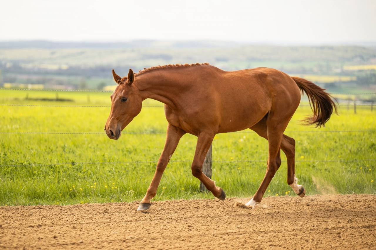 Yegua BWP Caballo de Sangre Belga En venta 2024 Alaz&aacute;n