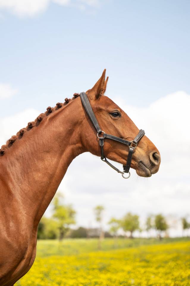 Yegua BWP Caballo de Sangre Belga En venta 2024 Alaz&aacute;n