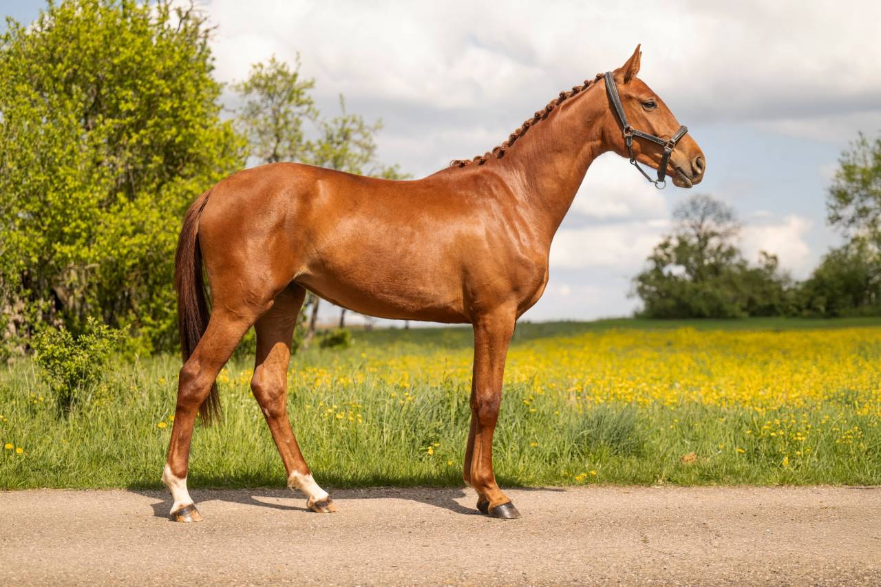 Yegua BWP Caballo de Sangre Belga En venta 2024 Alaz&aacute;n