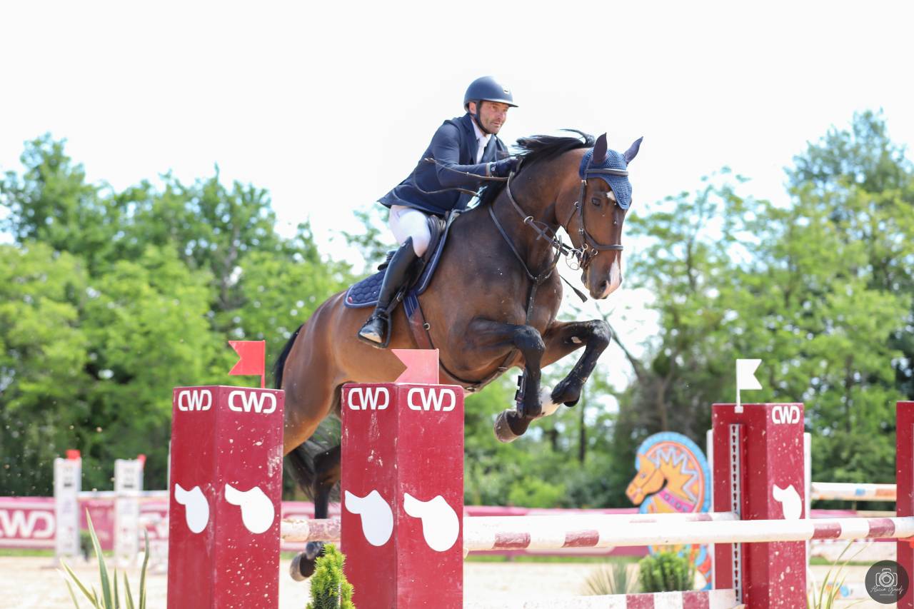 Caballo castrado Origine Constat&eacute;e En venta 2018 Negro por Clarimo