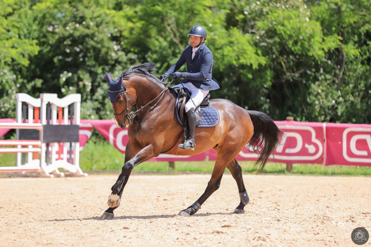 Caballo castrado Origine Constat&eacute;e En venta 2018 Negro por Clarimo
