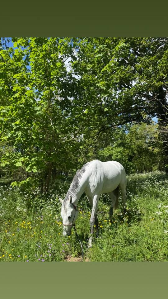 Caballo castrado Holsteiner En venta 2015 Tordo por Casallco
