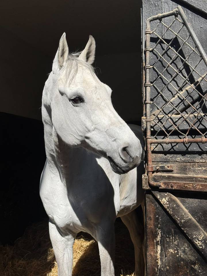 Caballo castrado Holsteiner En venta 2015 Tordo por Casallco