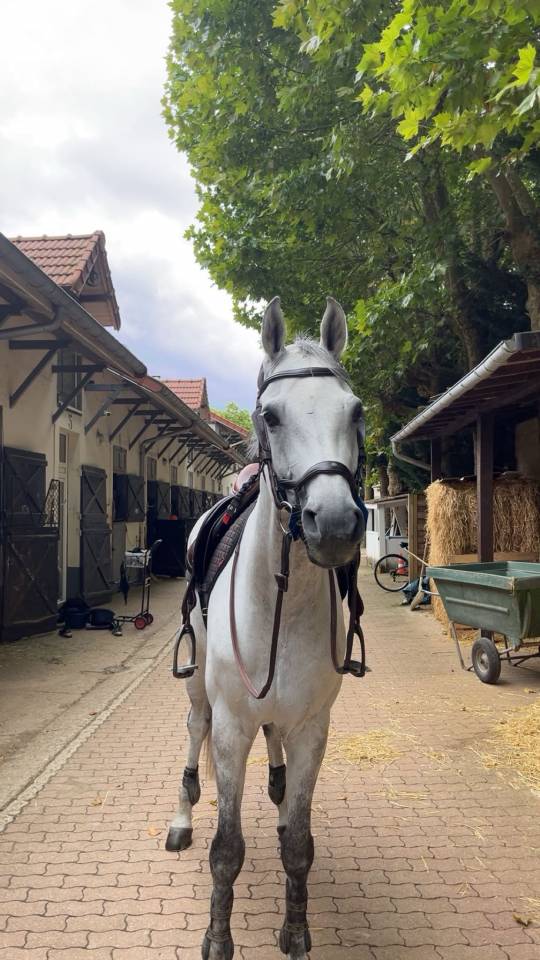 Caballo castrado Holsteiner En venta 2015 Tordo por Casallco