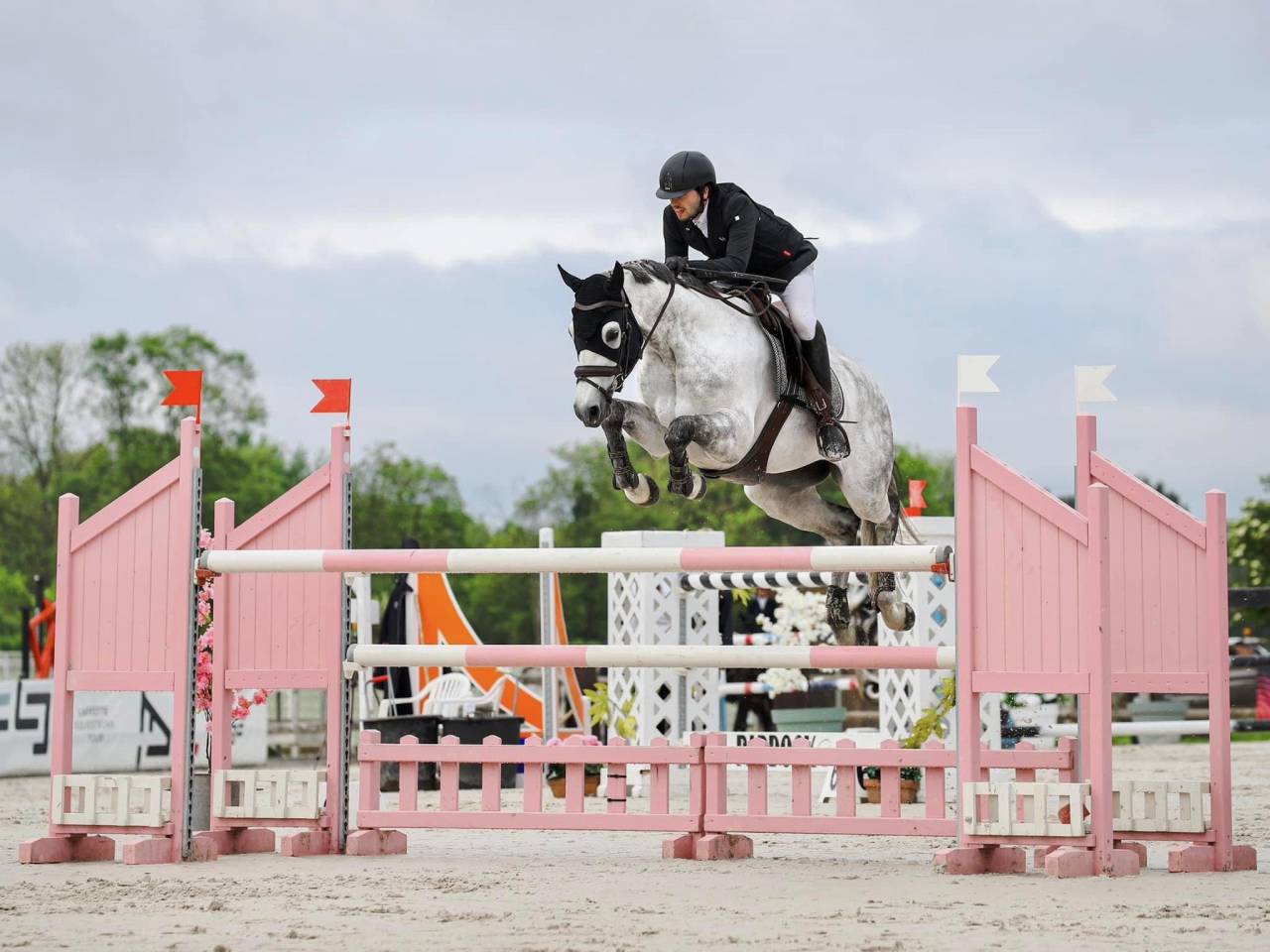 Caballo castrado Holsteiner En venta 2015 Tordo por Casallco