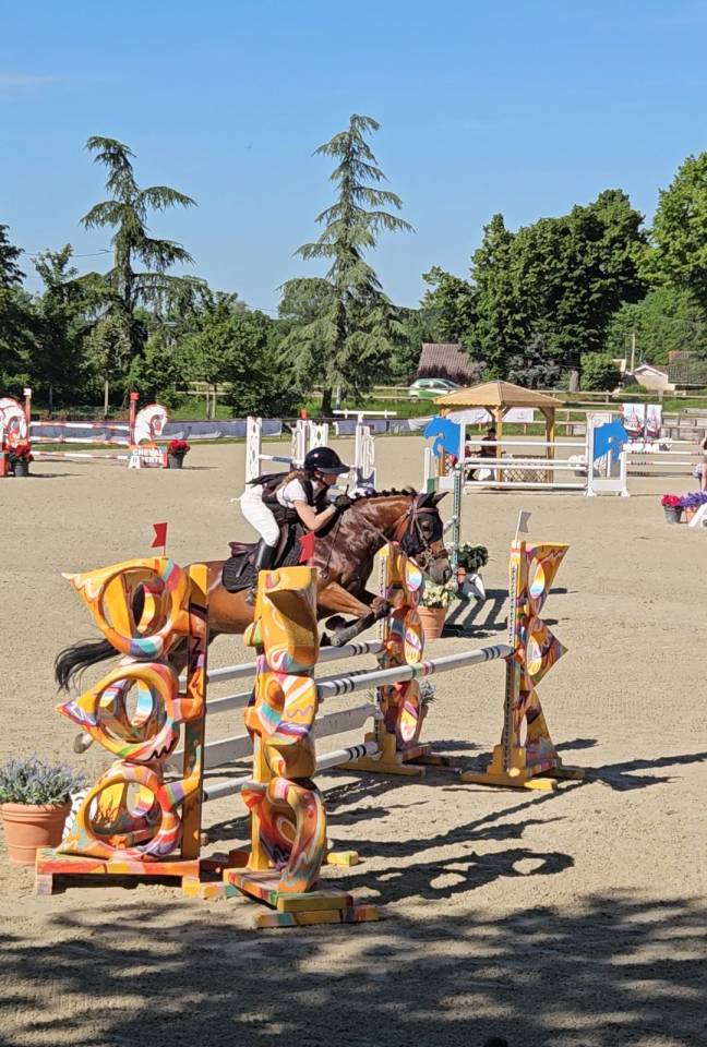 Caballo castrado PFS Poni Fran&ccedil;&eacute;s de Silla En venta 2017 Bayo por Lennicha de Florys