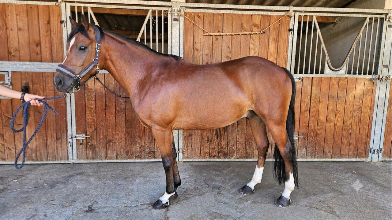 Caballo castrado PFS Poni Fran&ccedil;&eacute;s de Silla En venta 2017 Bayo por Lennicha de Florys