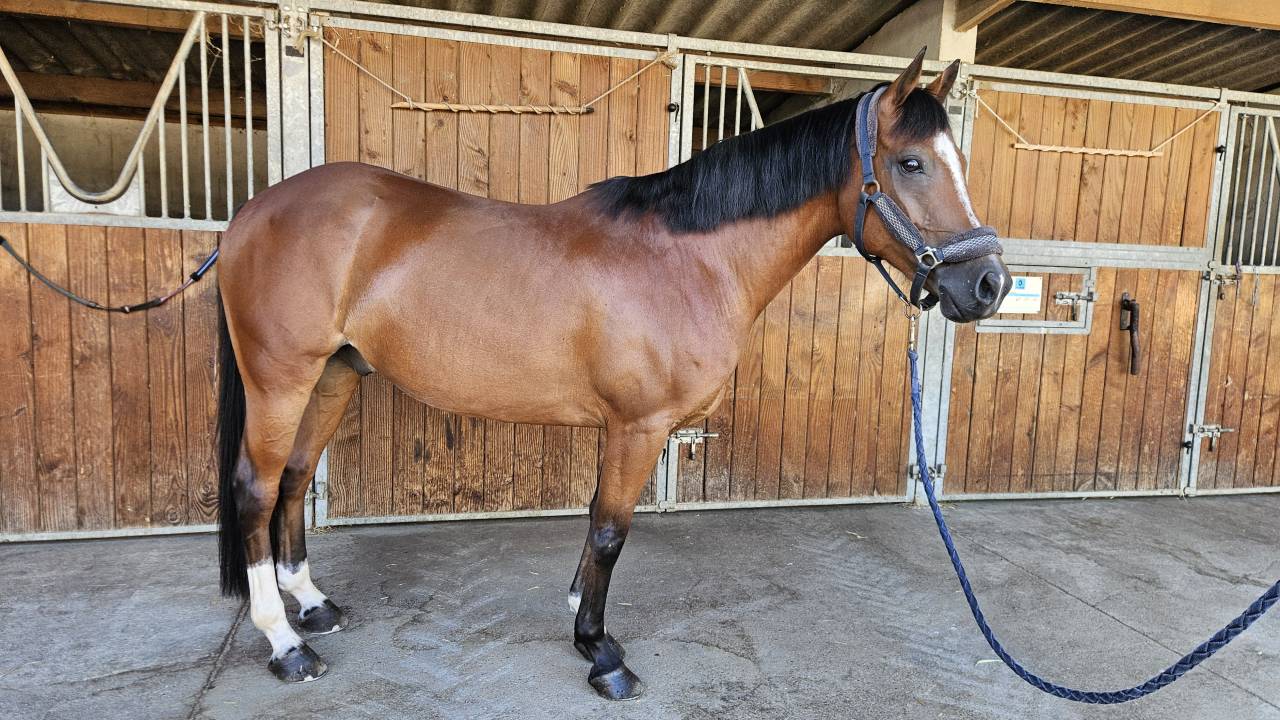 Caballo castrado PFS Poni Fran&ccedil;&eacute;s de Silla En venta 2017 Bayo por Lennicha de Florys