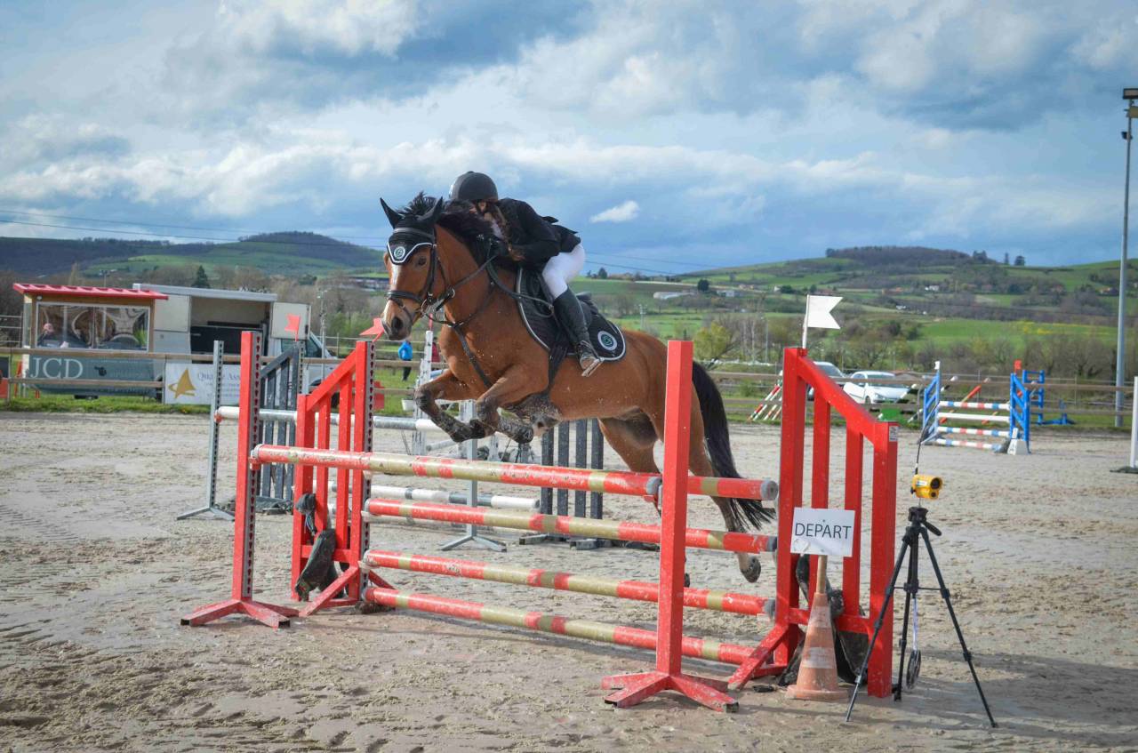 Caballo castrado PFS Poni Fran&ccedil;&eacute;s de Silla En venta 2017 Bayo por Lennicha de Florys