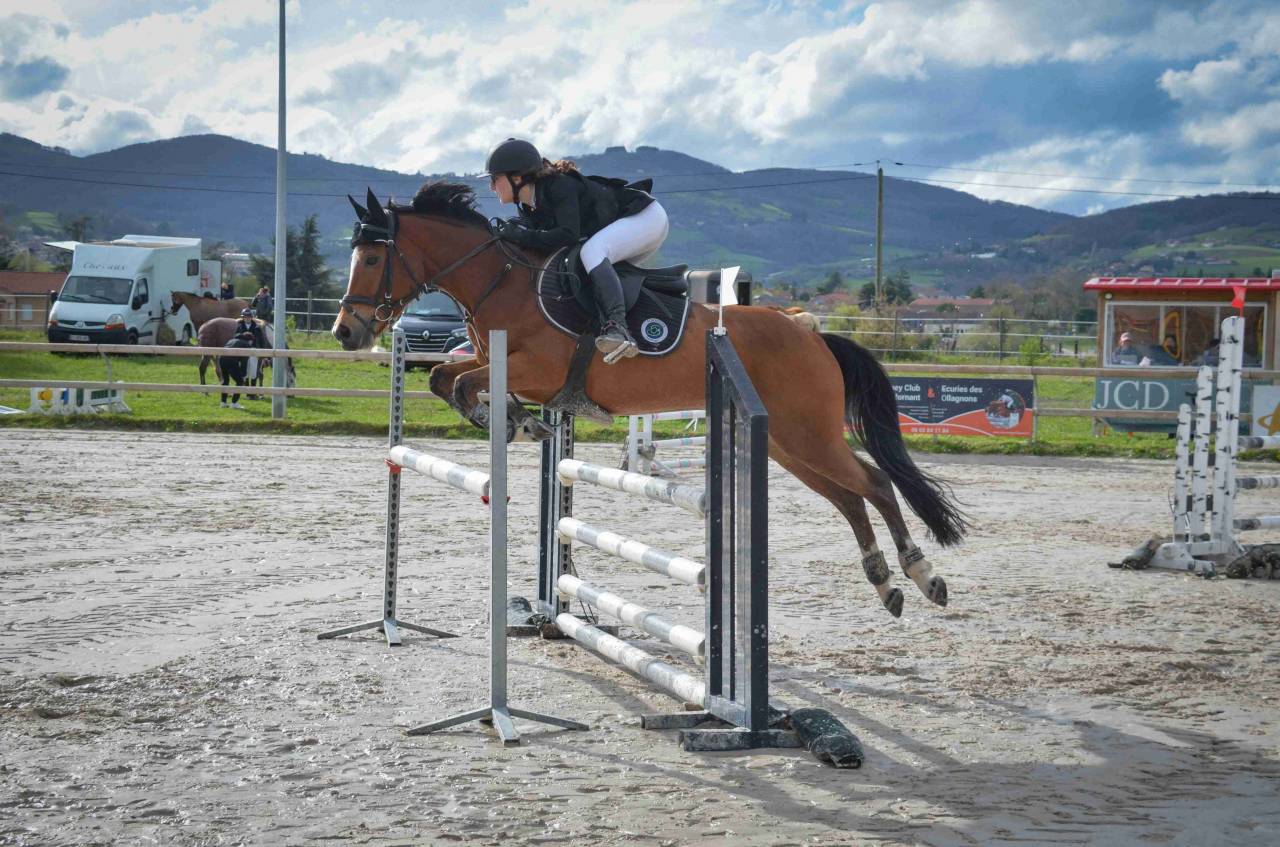 Caballo castrado PFS Poni Fran&ccedil;&eacute;s de Silla En venta 2017 Bayo por Lennicha de Florys