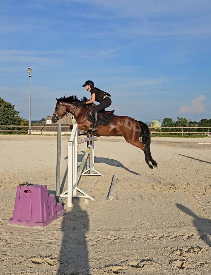 Caballo castrado PFS Poni Fran&ccedil;&eacute;s de Silla En venta 2017 Bayo por Lennicha de Florys