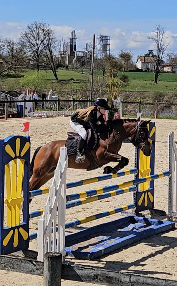 Caballo castrado PFS Poni Fran&ccedil;&eacute;s de Silla En venta 2017 Bayo por Lennicha de Florys