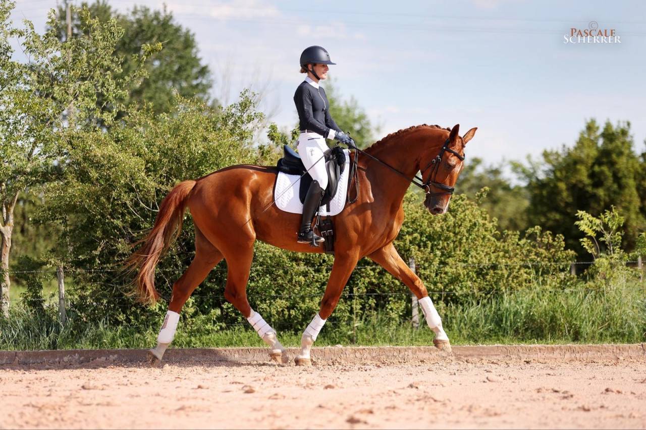 Caballo castrado Hannoveriano En venta 2021 Alaz&aacute;n