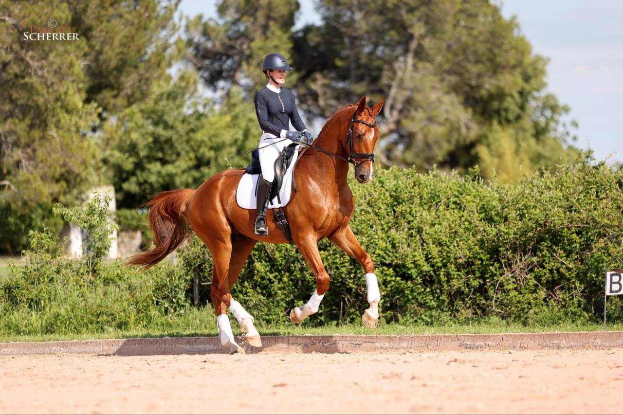 Caballo castrado Hannoveriano En venta 2021 Alaz&aacute;n