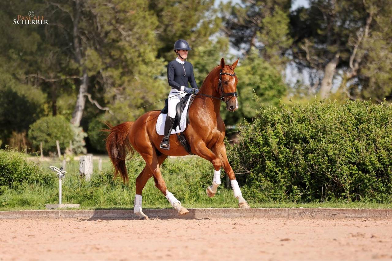 Caballo castrado Hannoveriano En venta 2021 Alaz&aacute;n