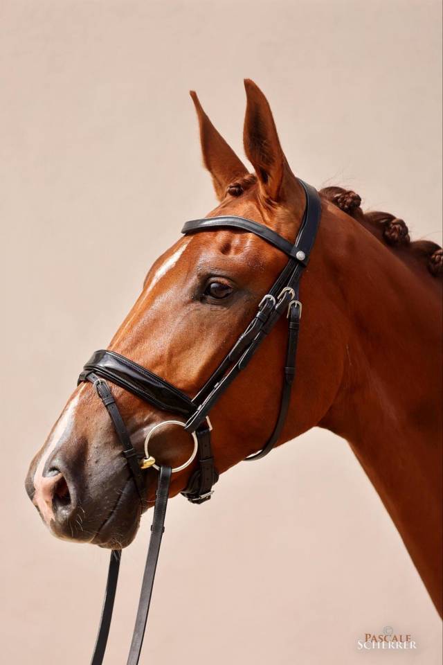 Caballo castrado Hannoveriano En venta 2021 Alaz&aacute;n