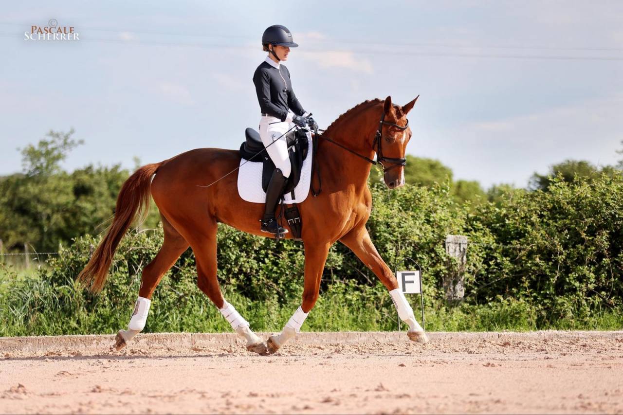 Caballo castrado Hannoveriano En venta 2021 Alaz&aacute;n