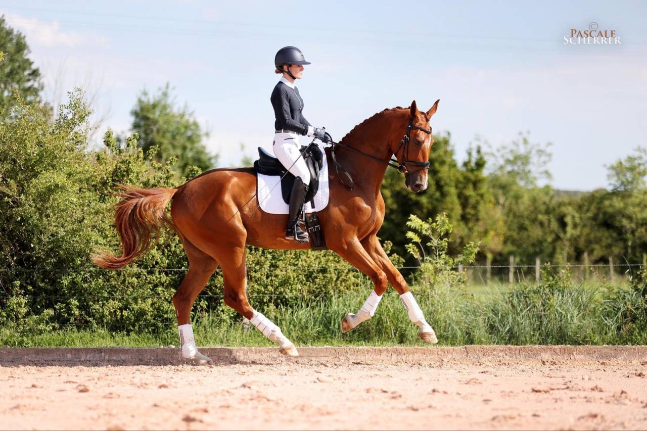 Caballo castrado Hannoveriano En venta 2021 Alaz&aacute;n