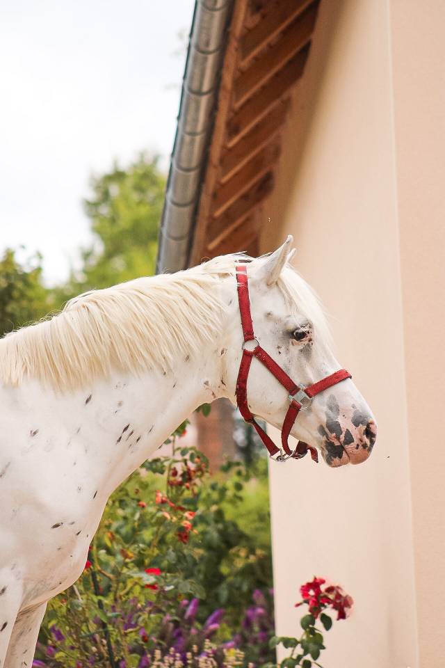 Caballo castrado Connemara En venta 2022 Appaloosa