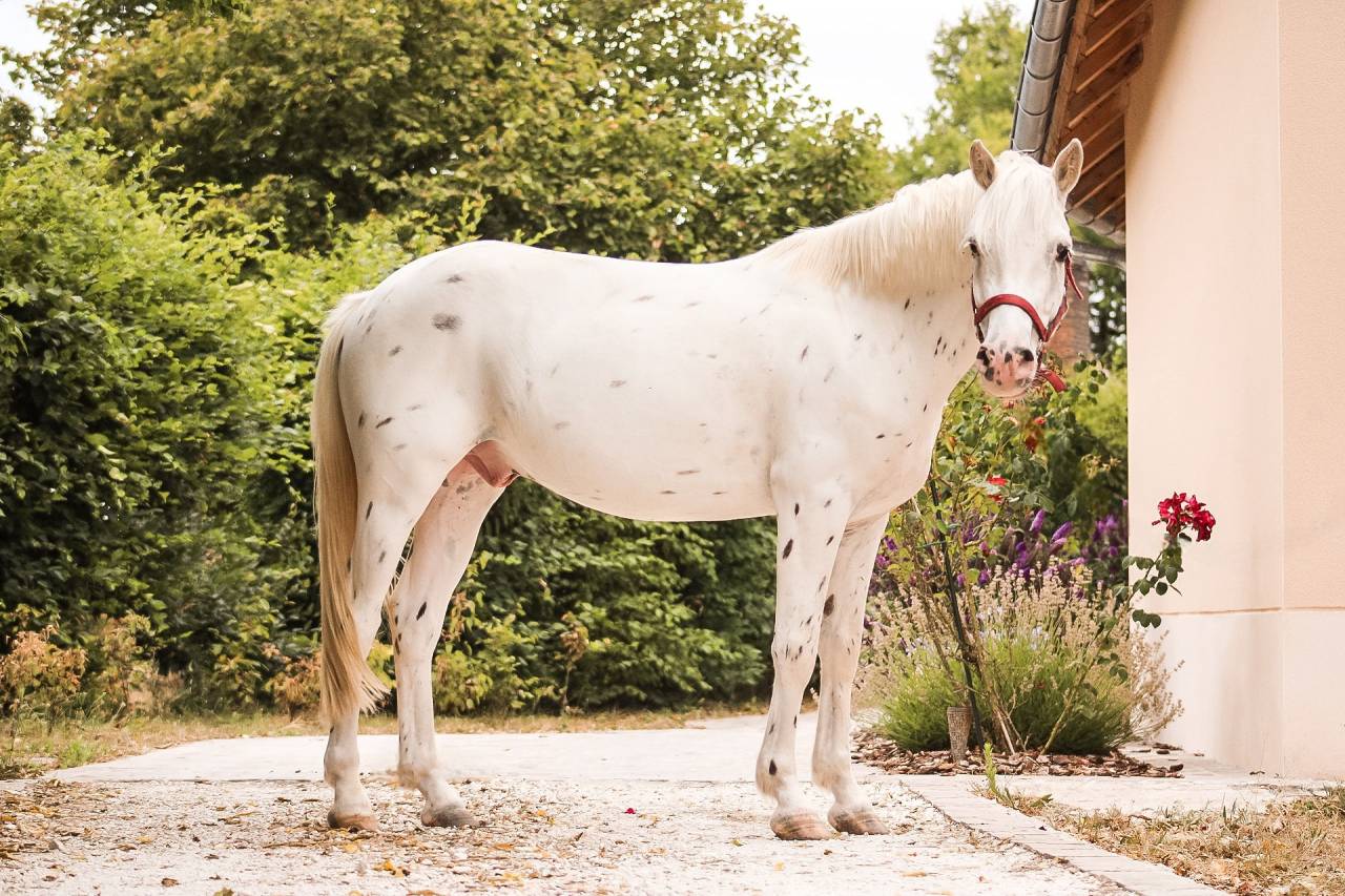 Caballo castrado Connemara En venta 2022 Appaloosa