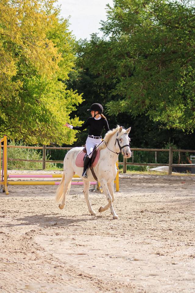 Caballo castrado Connemara En venta 2022 Appaloosa
