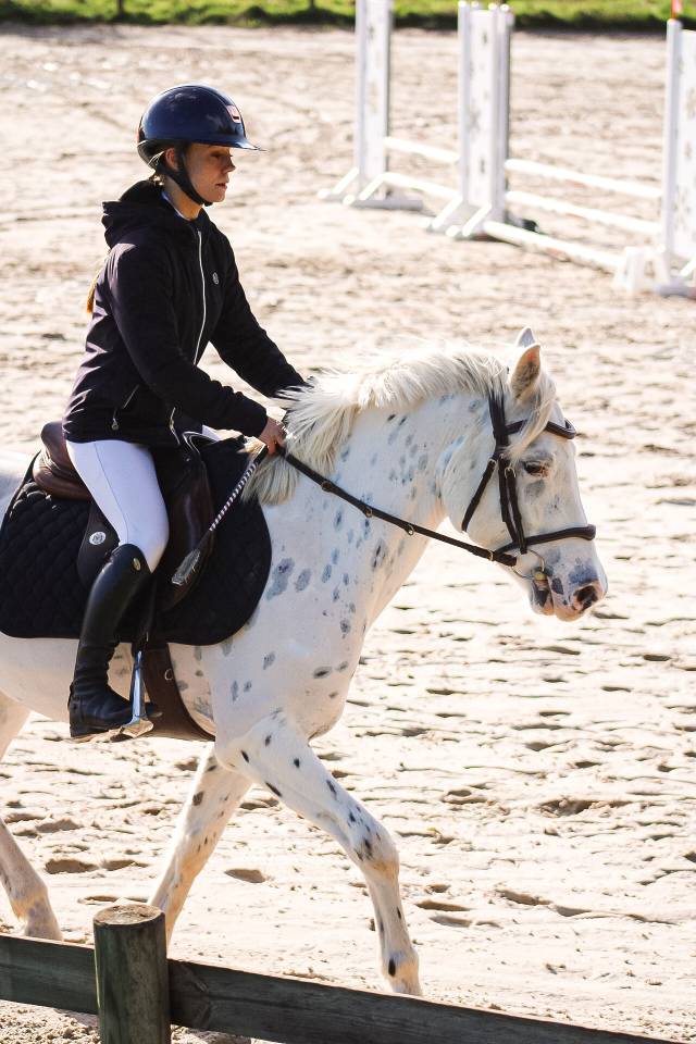 Caballo castrado Connemara En venta 2022 Appaloosa