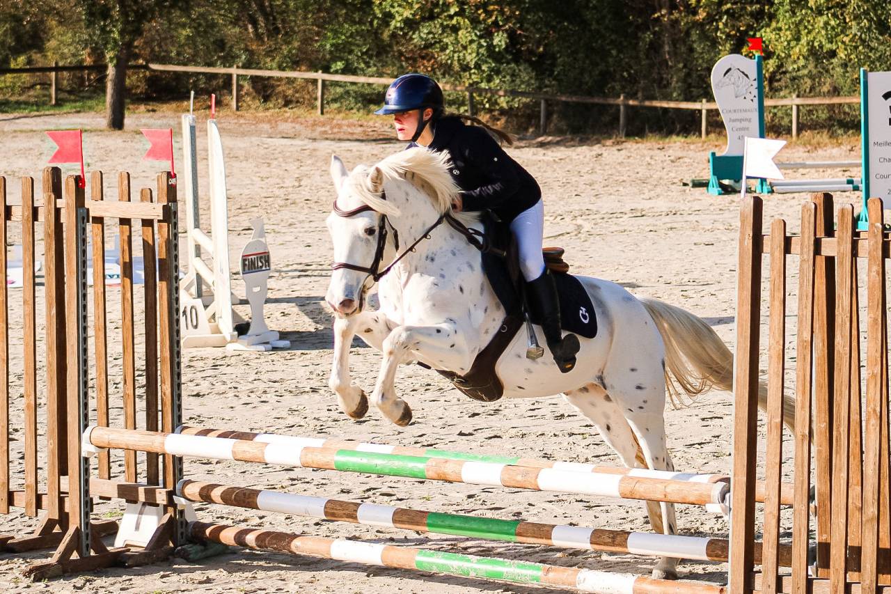 Caballo castrado Connemara En venta 2022 Appaloosa