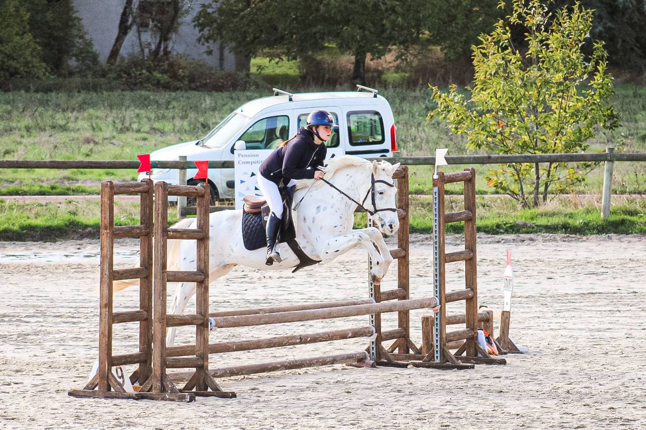 Caballo castrado Connemara En venta 2022 Appaloosa