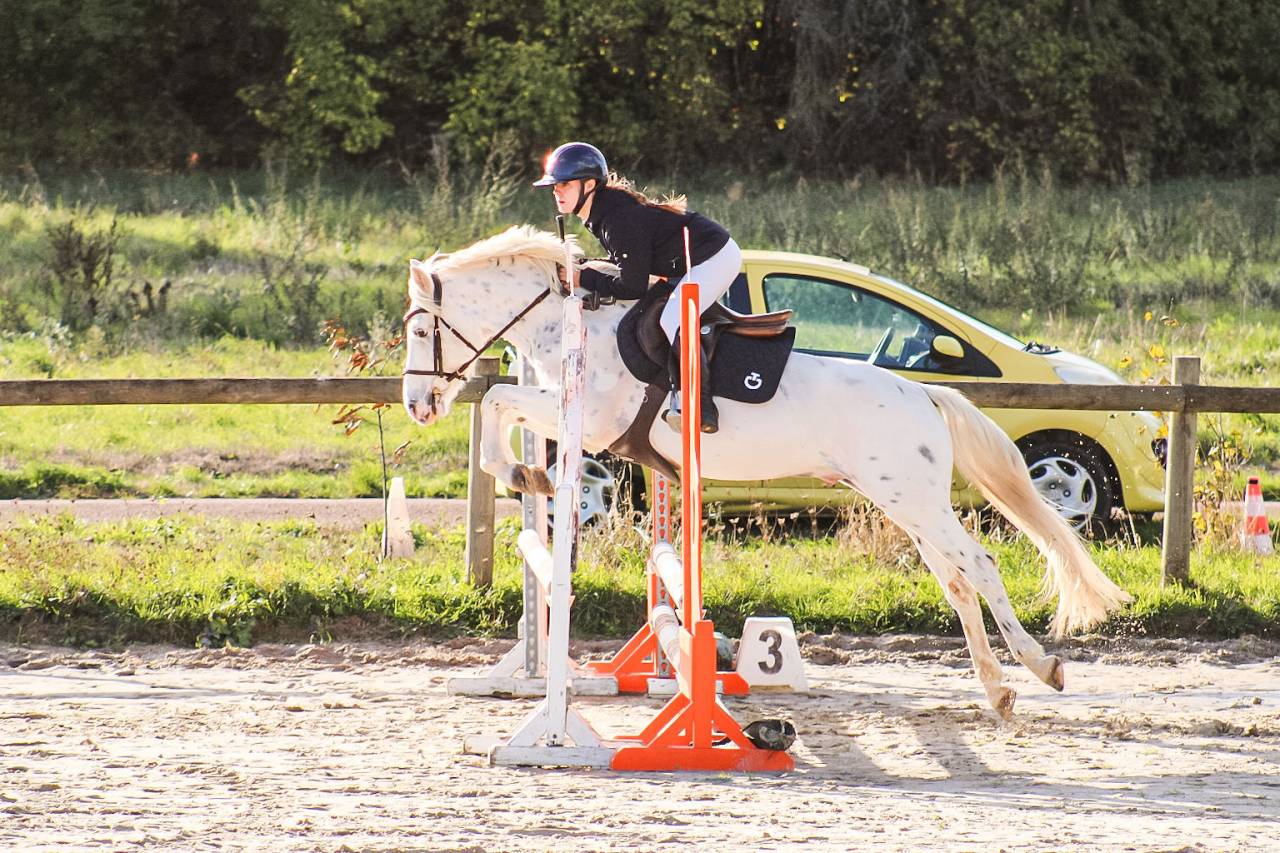Caballo castrado Connemara En venta 2022 Appaloosa