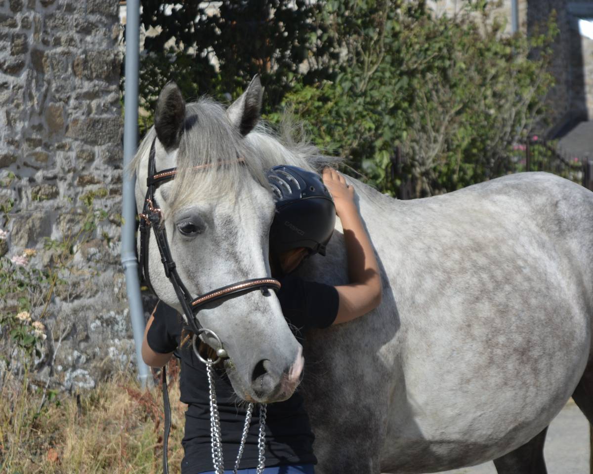 Caballo castrado Connemara En venta 2021 Tordo