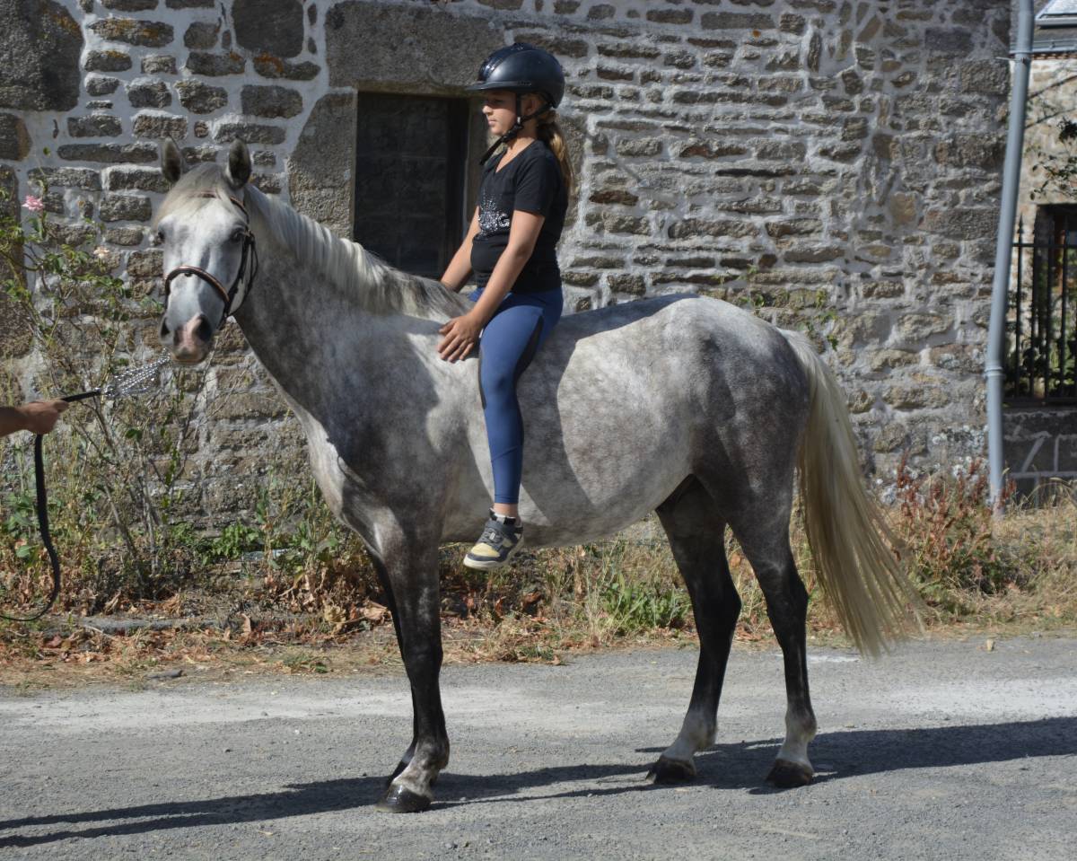 Caballo castrado Connemara En venta 2021 Tordo