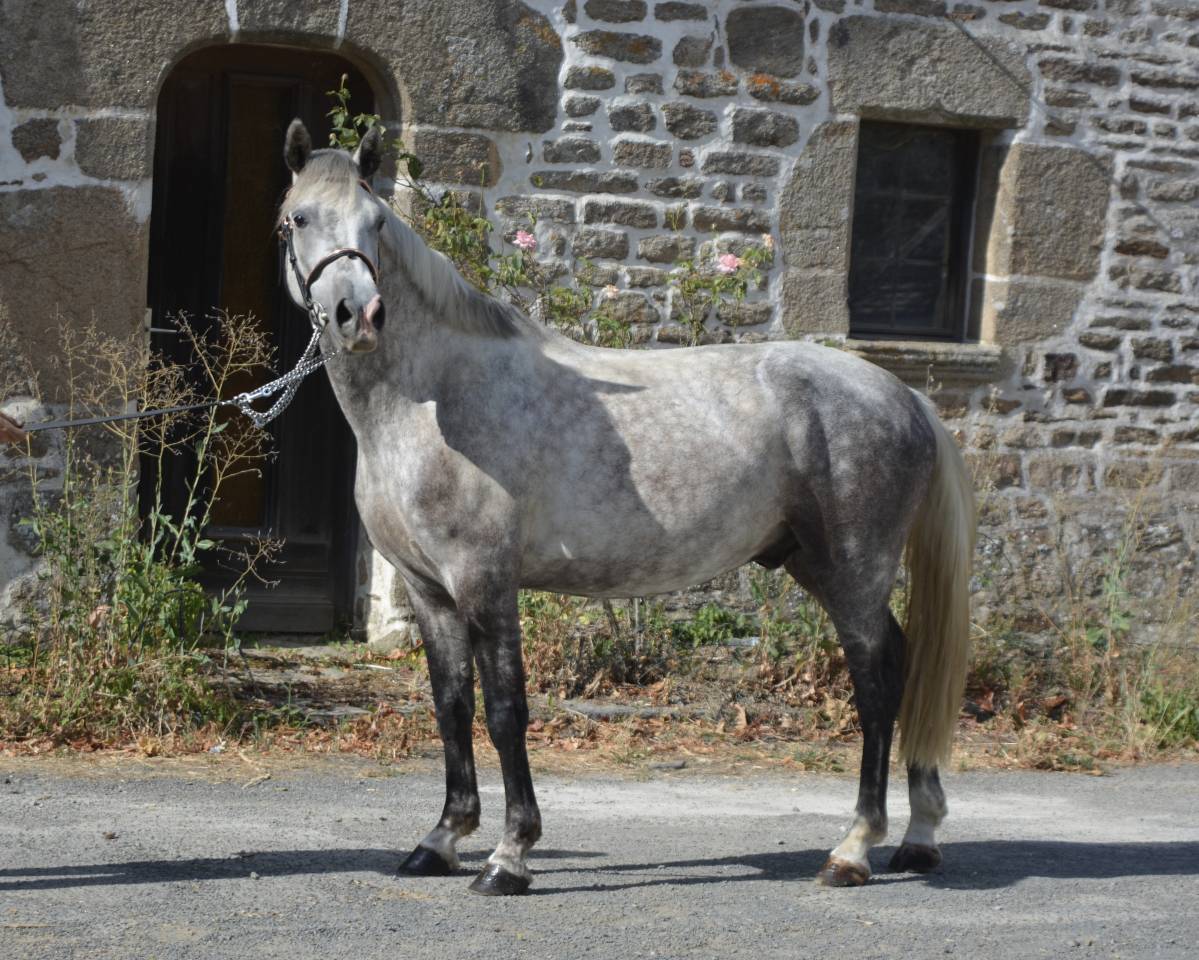 Caballo castrado Connemara En venta 2021 Tordo