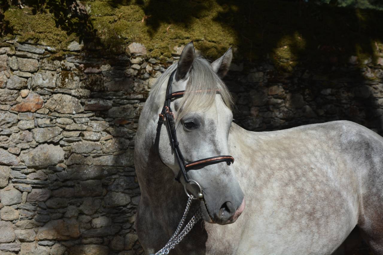 Caballo castrado Connemara En venta 2021 Tordo