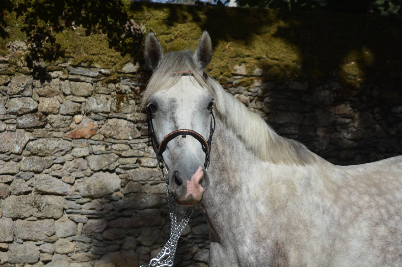 Caballo castrado Connemara En venta 2021 Tordo