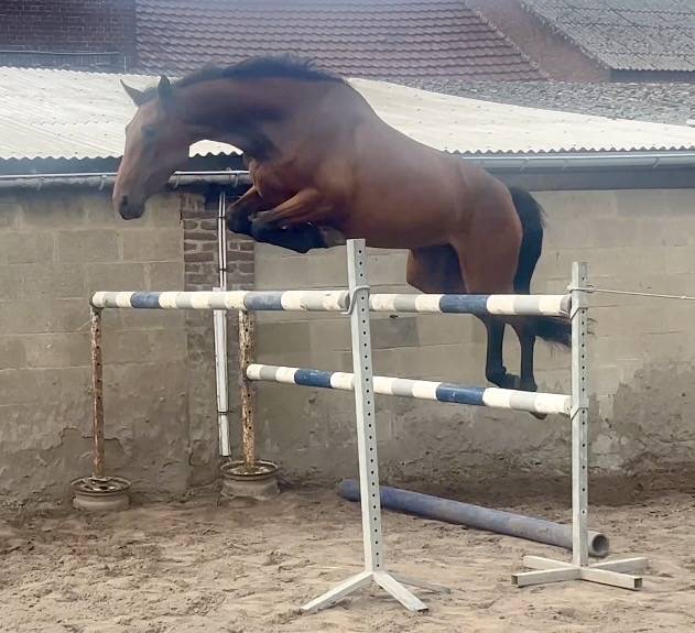 Yegua BWP Caballo de Sangre Belga En venta 2023 Bayo