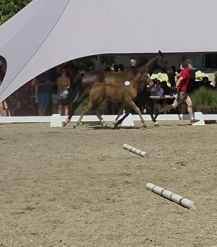 Potro BWP Caballo de Sangre Belga Pr&eacute;stamo 2026 Bayo por LECTOR VD BISSCHOP