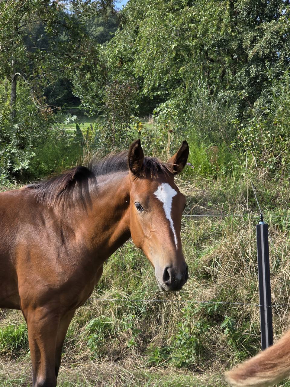 Potro BWP Caballo de Sangre Belga Pr&eacute;stamo 2026 Bayo por LECTOR VD BISSCHOP