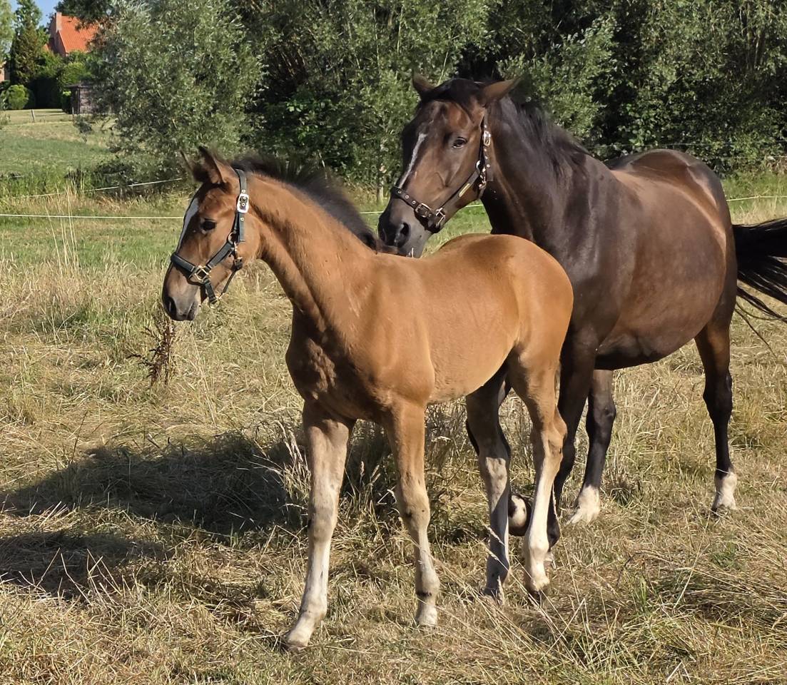 Potro BWP Caballo de Sangre Belga Pr&eacute;stamo 2026 Bayo por LECTOR VD BISSCHOP