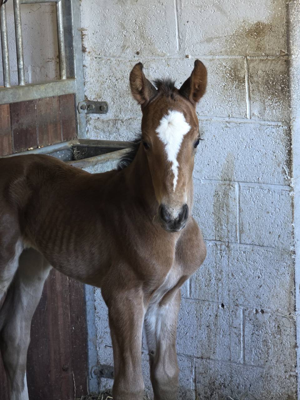 Potro BWP Caballo de Sangre Belga Pr&eacute;stamo 2026 Bayo por LECTOR VD BISSCHOP