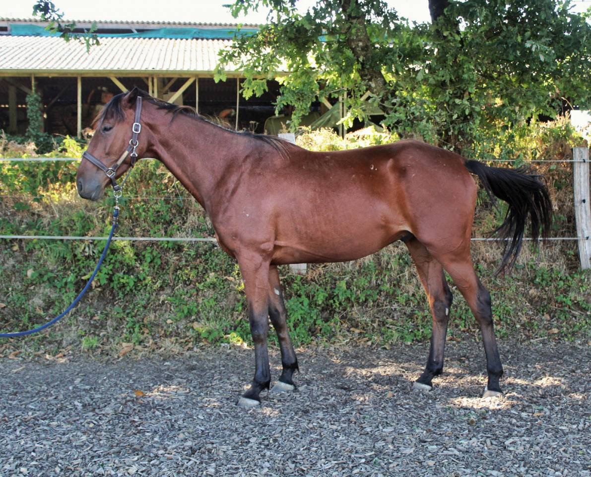 Caballo castrado Trot&oacute;n Franc&eacute;s En venta 2023 Bayo