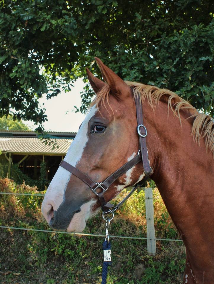 Caballo castrado Welsh Part Bred En venta 2020 Overo