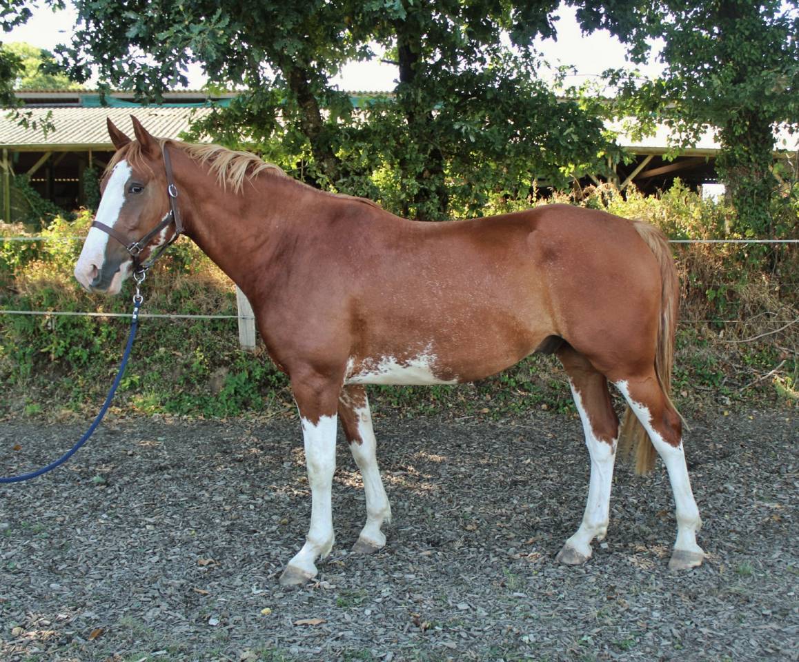 Caballo castrado Welsh Part Bred En venta 2020 Overo