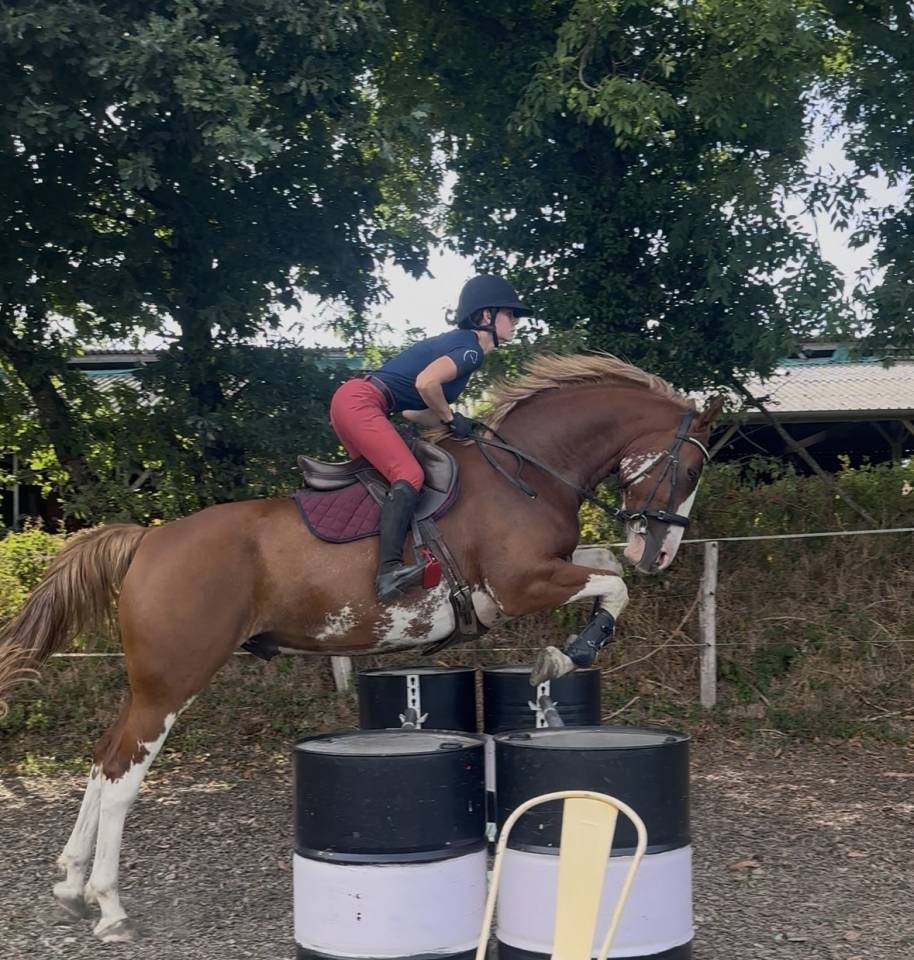 Caballo castrado Welsh Part Bred En venta 2020 Overo