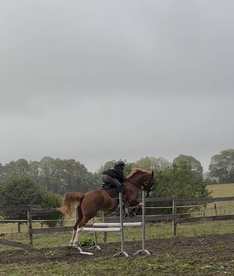 Caballo castrado Welsh Part Bred En venta 2020 Overo